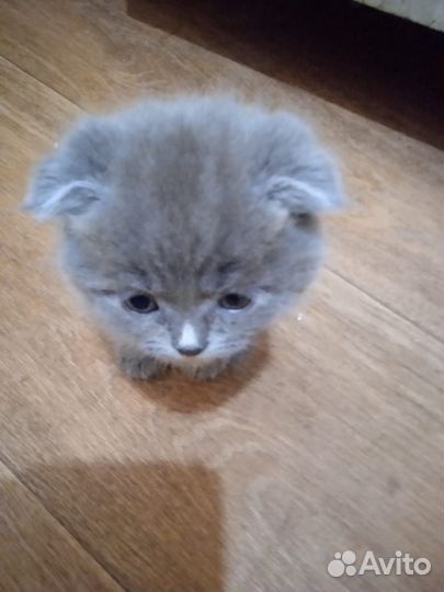 Британские котята