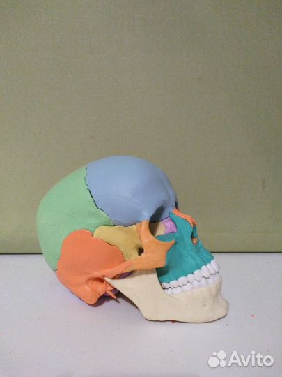 Череп, 22 части, Германия