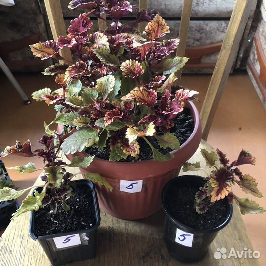 Колеусы сортовые