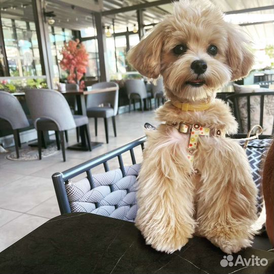 Мальтипу ф1