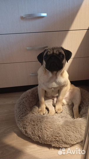 Продается щенок мопс