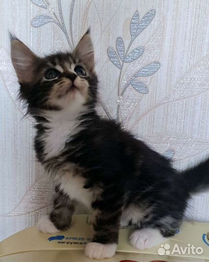 Мейн-кун котята