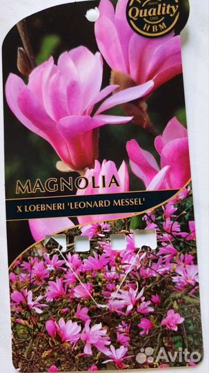 Магнолия растения