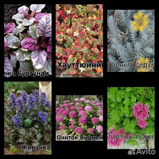 Злаки, Садовые многолетники. усы клубники