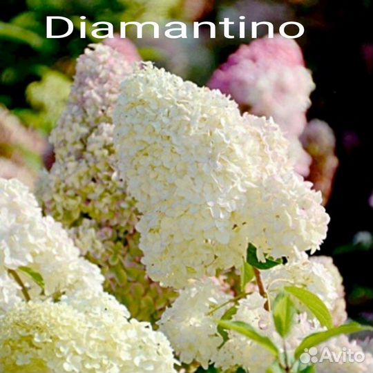 Гортензия метельчатая