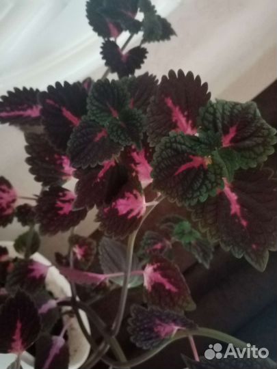 Комнатные цветы бегония колеус
