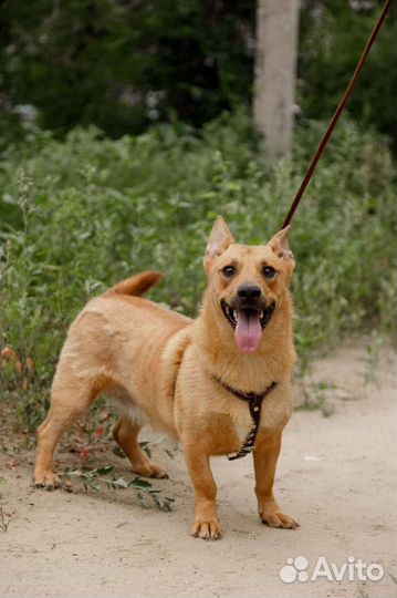 Рыжее счастье ищет семью