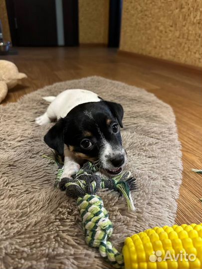 Продаются щенки Джек Рассел терьера