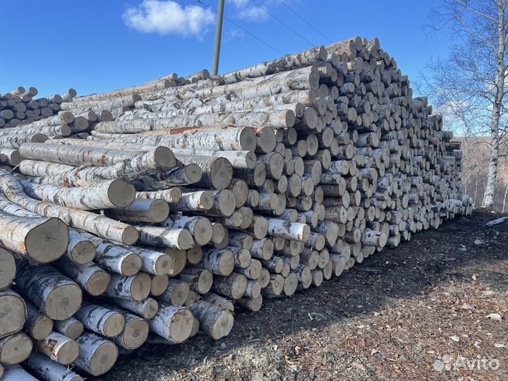 Лес кругляк береза, береза, осина