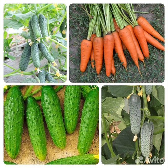 Проф. семена овощей в мелкой фасовке