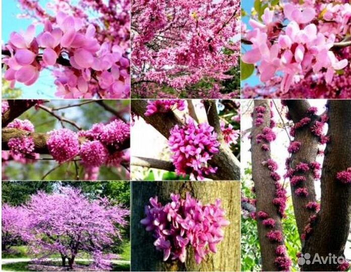 Церсис Канадский