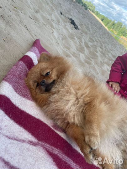 Померанский шпиц