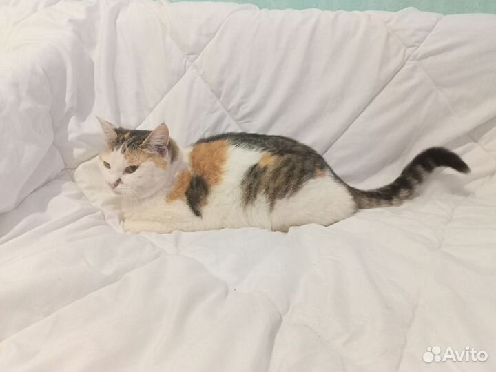 Отдам в добрые руки