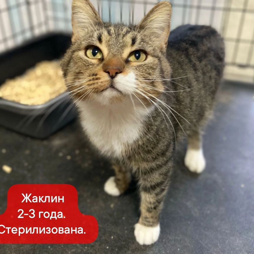 Кошки и коты приюта ищут дом