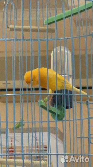 Певчий кенар вместе с клеткой
