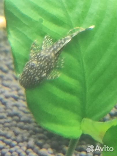 Аквариумные рыбки