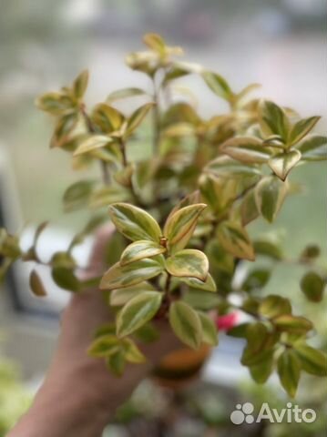 Нематантус, сидеразис,аихризон, педилантус