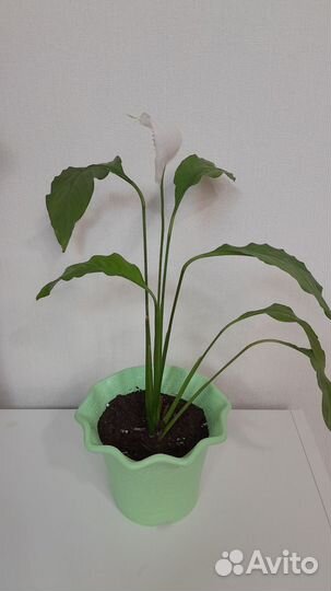 Спатифиллум