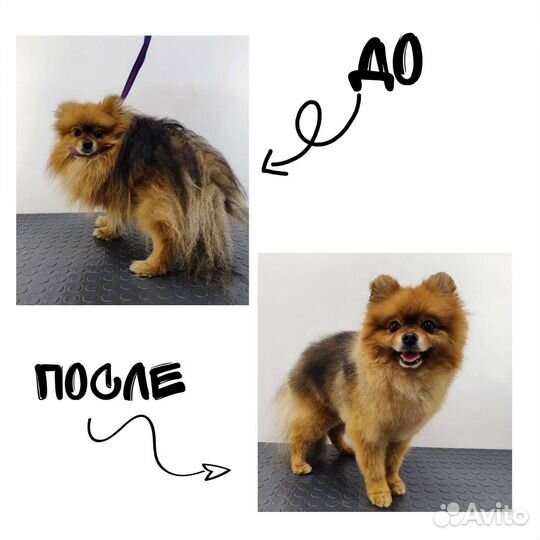 Стрижка,уход для собак/кошек. Груминг