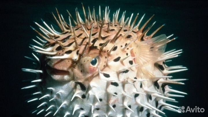 Чучело рыбы