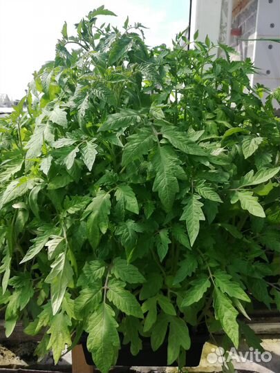 Рассада помидор, перца, огуцов, капусты поздней