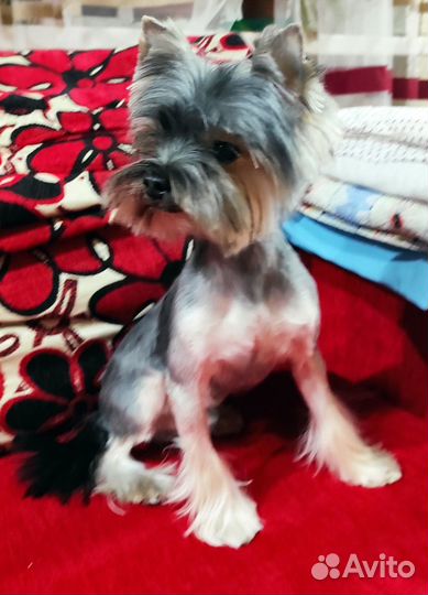 Груминг (выезд на дом)