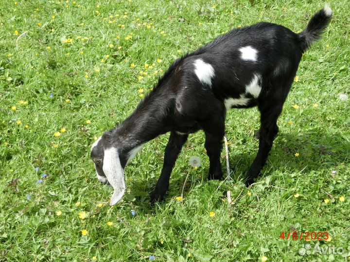 Англо нубийский козел