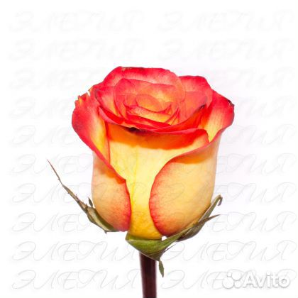 Роза High Magic 80 см