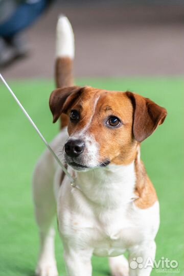 Вязка джек рассел терьер