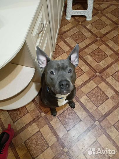 Собака питбуль