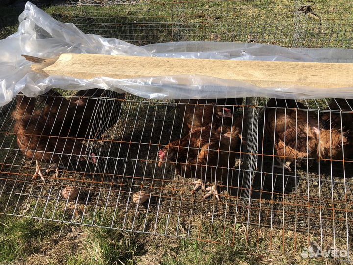 Куры несушки