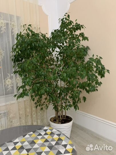 Цветок фикус