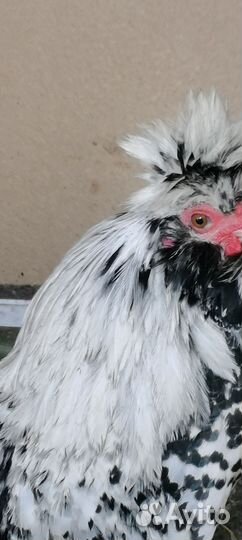 Семья серебро