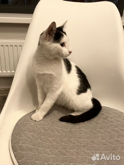 Котенок Дасти в добрые руки