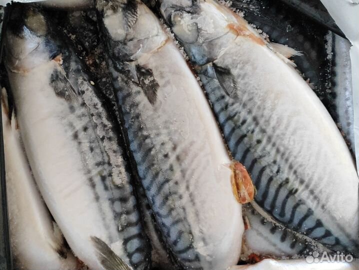 Скумбрия свежемороженая 500 +
