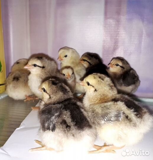 Инкубационное яйцо - Серебристый Леггорн