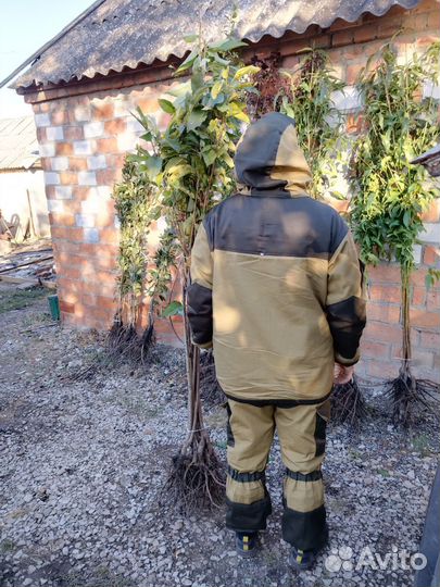 Саженцы черешни