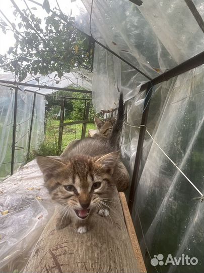 Коты в добрые руки