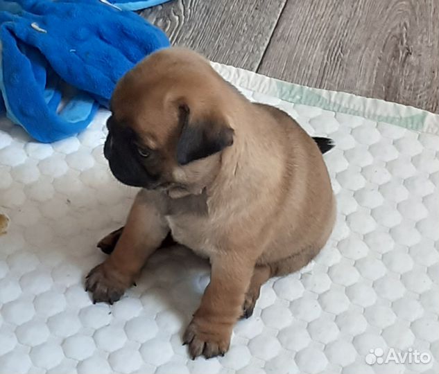 Мопсики курносики