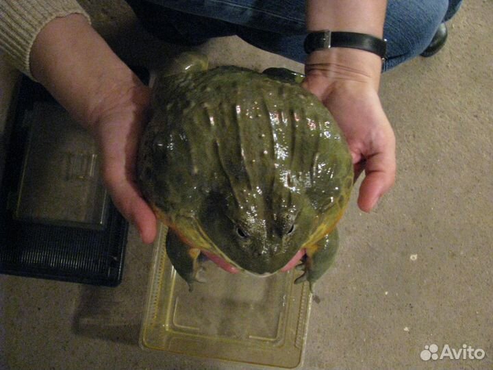 Лягушка водонос Pyxicephalus adspersus