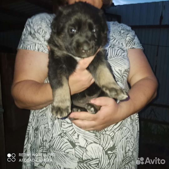 Собака в добрые руки щенки