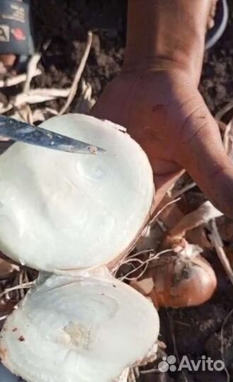 Лук на выгонку пера