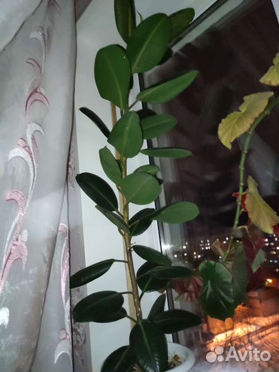 Фикус крупнолистный