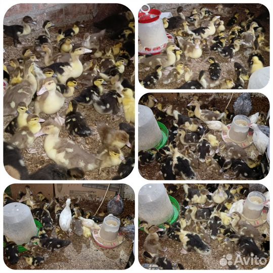 Утята подрощенные