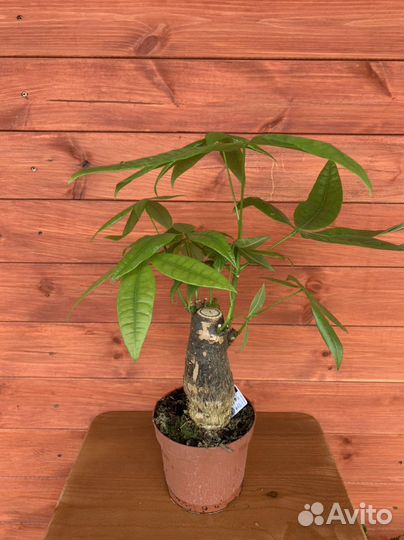 Пахира бонсай