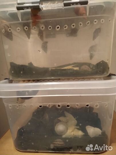 Улитки ахатины, архи