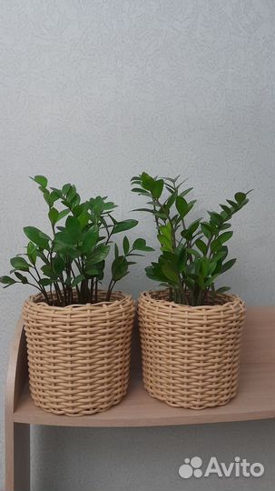 Замиокулькас