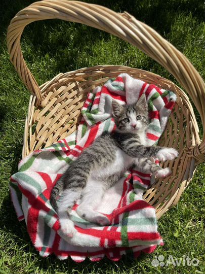 Котёнок Мару