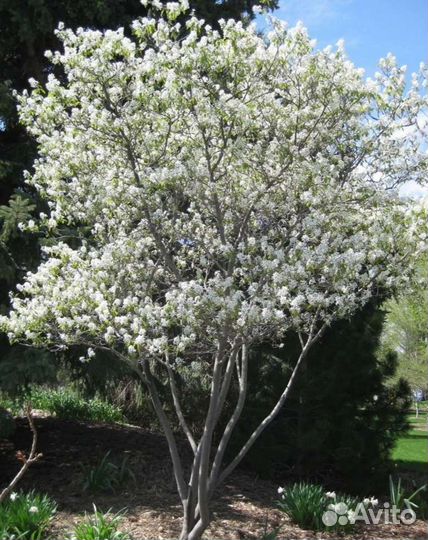 Ирга саженцы