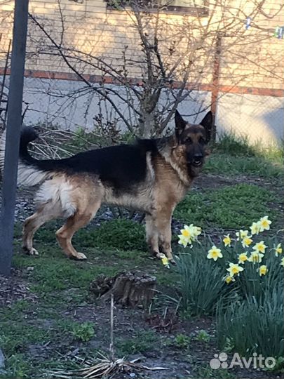 Немецкая овчарка